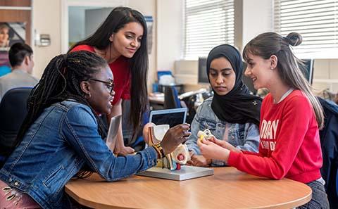 Students examining a model of an ear